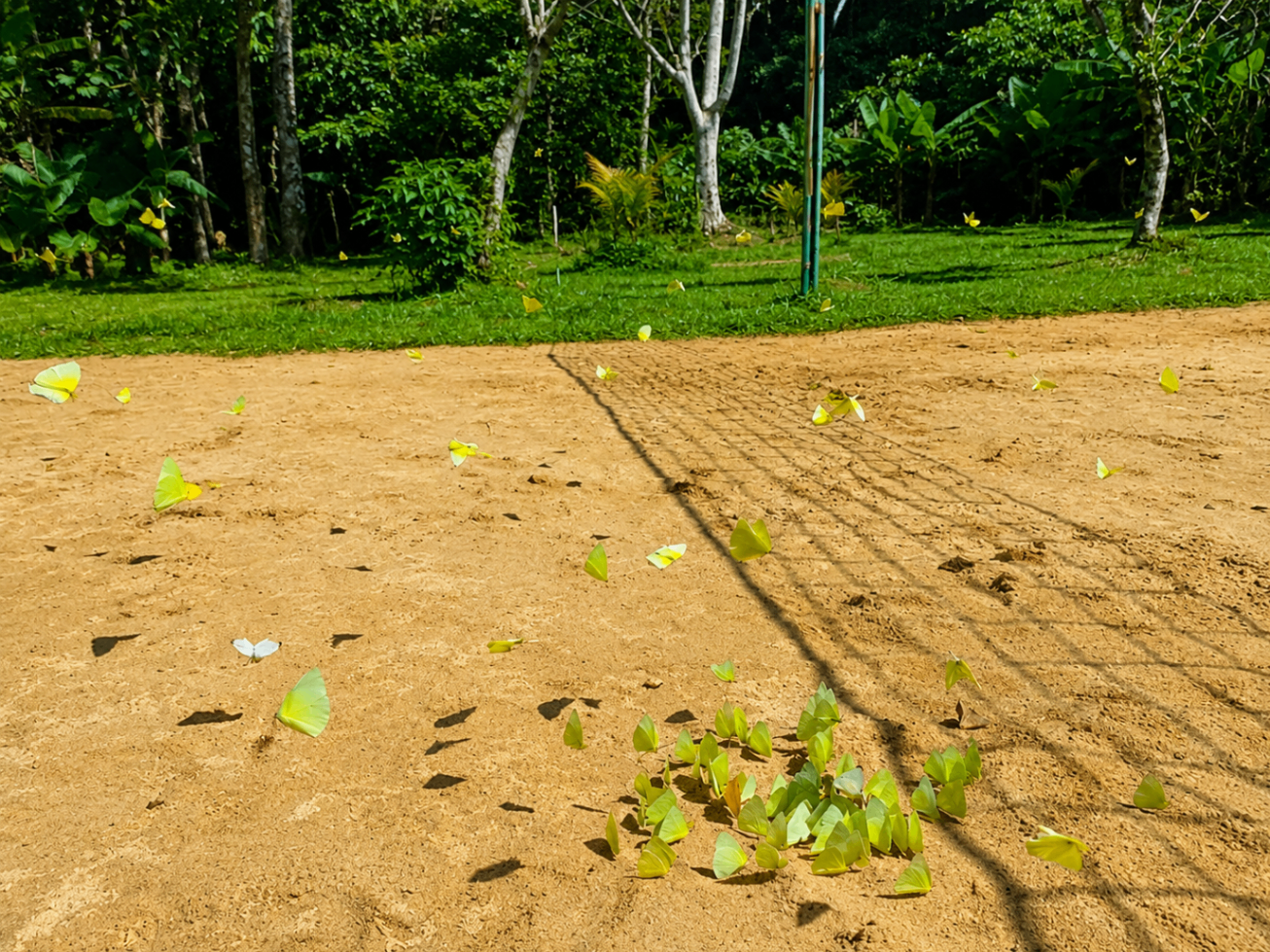 Mariposas amarillas sobre la cancha de arena